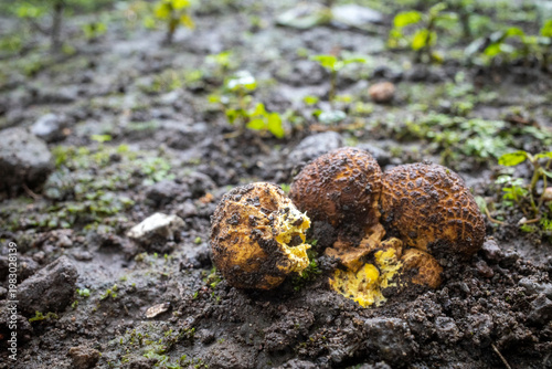 Close up of Jamur So, Melinjo, Common Earthball, Scleroderma aurantium, mushrooms growing around the Gnetum gnemon plant
