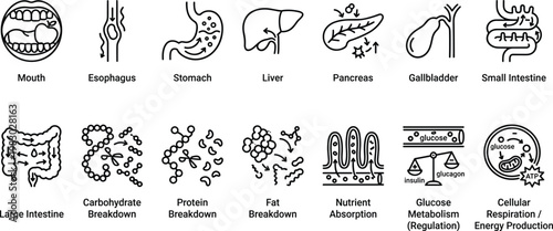 Human digestive system process vector illustration with flat design icons