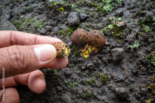 Close up of Jamur So, Melinjo, Common Earthball, Scleroderma aurantium, mushrooms growing around the Gnetum gnemon plant