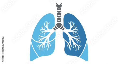 Stylized illustration of the human respiratory system featuring lungs and trachea on white