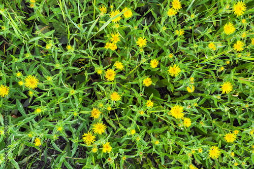 Bright yellow wildflowers with green stems and leaves grow densely among lush grass. Flowers are in full bloom under natural daylight. Top view, natural background.