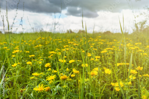 Bright yellow wildflowers with green stems and leaves grow on the meadow under sunlight on background sky with dark clouds before summer rain. Flowers are in full bloom. Natural background.