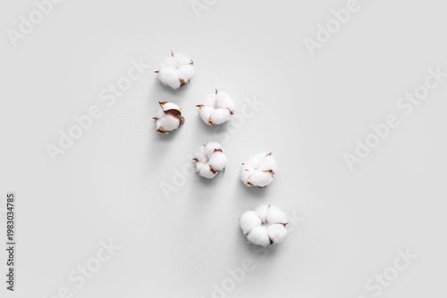 Cotton flowers on white bac...