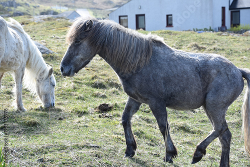 Shaggy Eriskay Ponies in the Outer Hebrides in Scotland