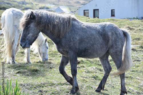 Shaggy Meandering Wild Roaming Eriskay Ponies in Scotland