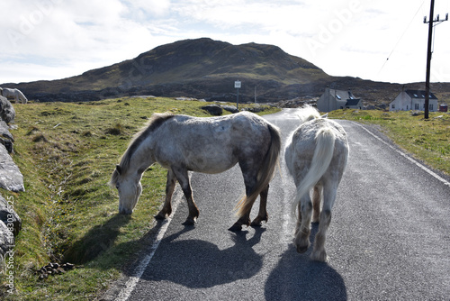 Free Roaming Wild Ponies on Eriskay in Scotland