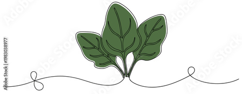 Fresh spinach leaves arranged on continuous line against white