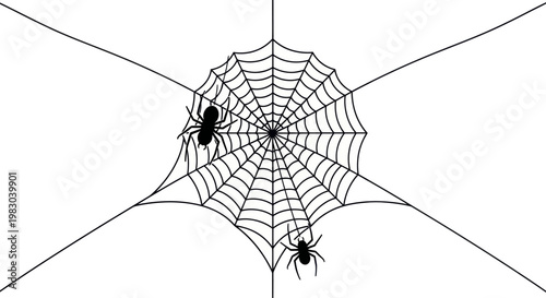 Two spiders on a web