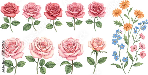 Elegant Pink Rose and Wildflower Botanical Vector Illustration Set for Wedding Invitations, Floral Greeting Cards, Romantic Garden Designs, and Decorative Nature Assets
