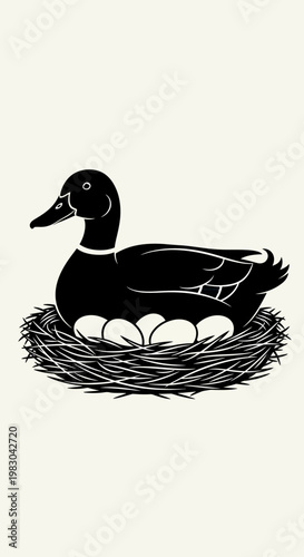 Black duck sitting on a nest of eggs.