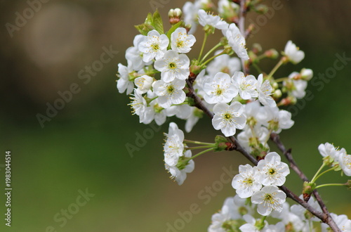Sour cherry tree blossom close up