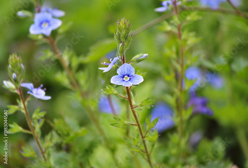 Germander speedwell flower (Veronica chamaedrys)