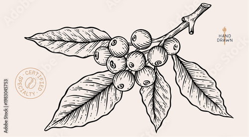 Vintage coffee branch bean plant sketch, organic cafe engraved logo. Botanical coffee plant bean branch identity, eco natural drawing. Bean branch plant coffee sketch. Vector Illustration