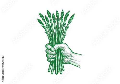 Wild Asparagus Spear Hand Drawn Sketch, Organic Spring Vegetable Vector Illustration Isolated
