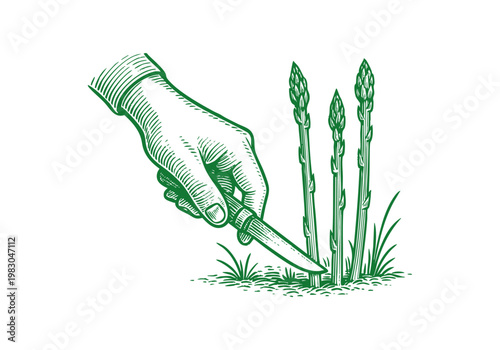 Wild Asparagus Spear Hand Drawn Sketch, Organic Spring Vegetable Vector Illustration Isolated