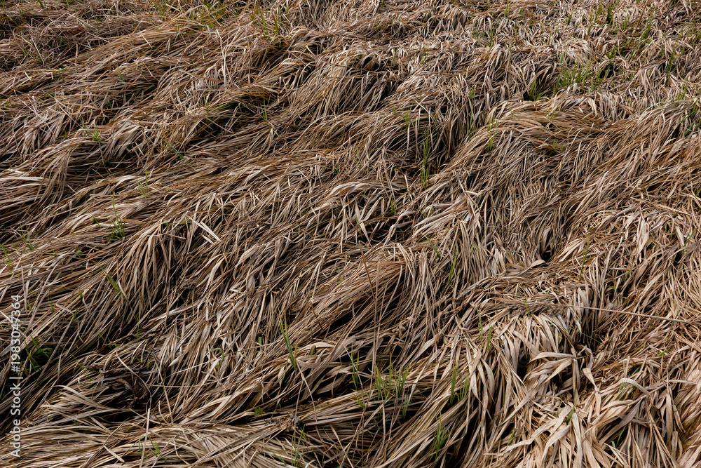 Naklejka premium dry grass in the wind