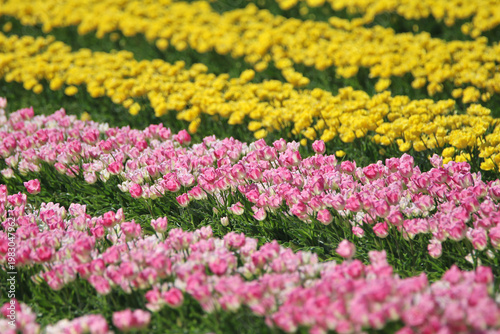Champ de tulipes roses et jaunes 