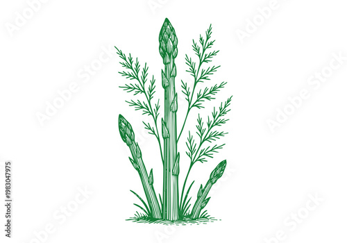 Wild Asparagus Spear Hand Drawn Sketch, Organic Spring Vegetable Vector Illustration Isolated
