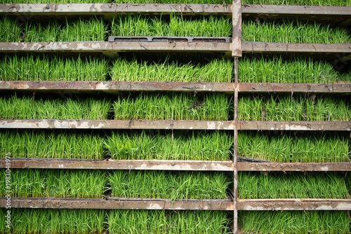 Photography Dense green seedlings growing on multi-tiered wooden nursery racks in agricultur