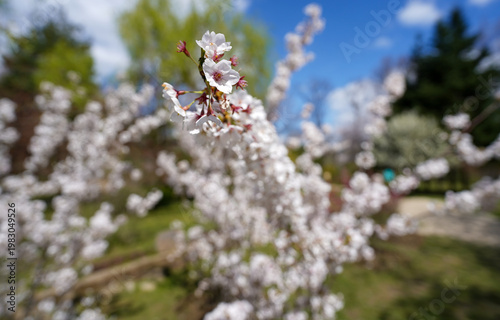 sakura. Japanese cherry blossom (prunus serrulata). flower that heralds spring. detail.