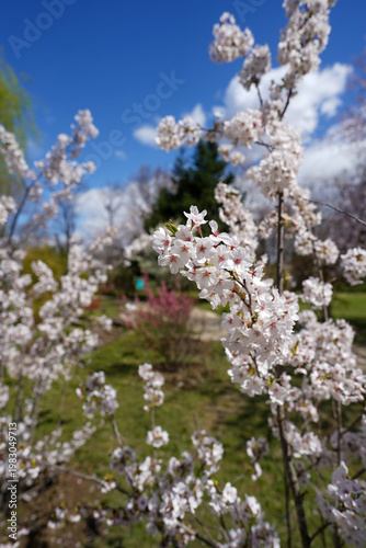 sakura. Japanese cherry blossom (prunus serrulata). flower that heralds spring. detail.
