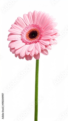 Isolated pink daisy bloom with a long green stem, white background