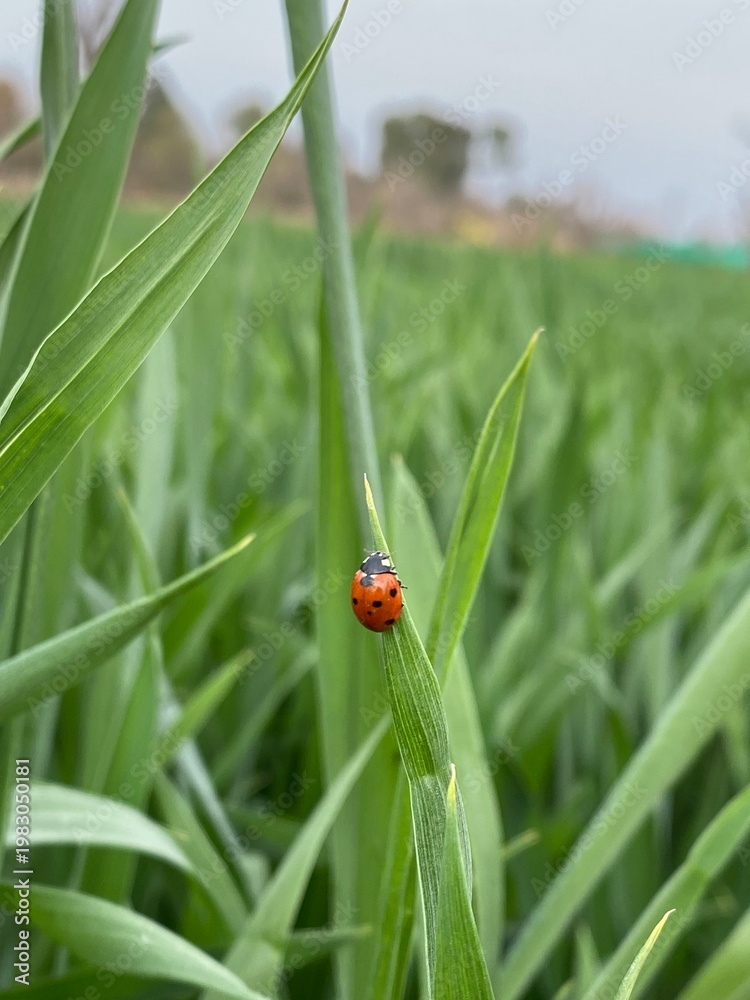Obraz premium Ladybug on green grass blade in field with rural landscape background