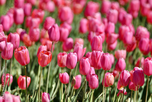 Les tulipes roses 