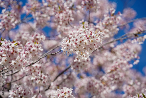 sakura. Japanese cherry blossom (prunus serrulata). flower that heralds spring. detail.