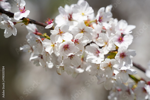 sakura. Japanese cherry blossom (prunus serrulata). flower that heralds spring. detail.