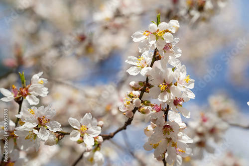 sakura. Japanese cherry blossom (prunus serrulata). flower that heralds spring. detail.