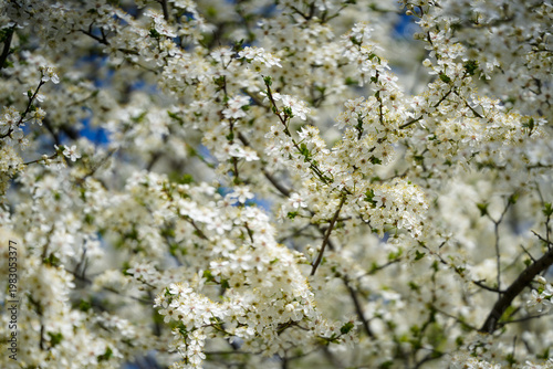 spring. spring flowers in a public park. detail.