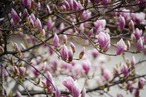 Magnolia flower in bloom. detail.