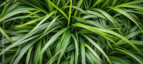 Aerial View of Lush Green Grass and Vibrant Foliage Creating a Stunning Natural Landscape Scene