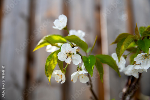 White Cherry Blossom Flowers on Branch With Green Leaves in Sunny Garden Close-Up