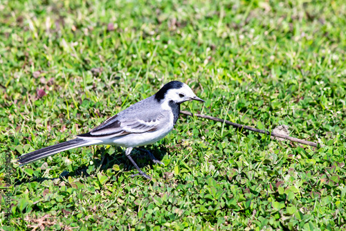 Bilde på lerret White wagtail (Motacilla alba) in green meadows