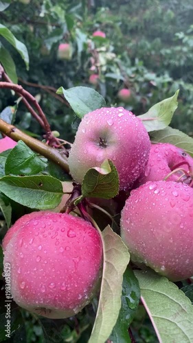 ripe fresh juicy apples among green leaves swaying in the wind in the rain
