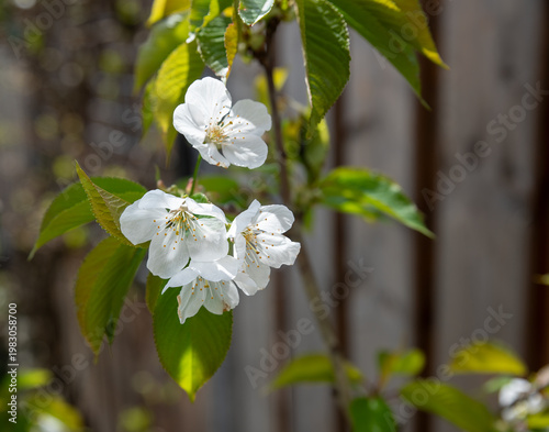 White Cherry Blossom Flowers on Branch With Green Leaves in Sunny Garden Close-Up