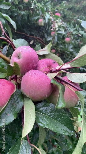 ripe fresh juicy apples among green leaves swaying in the wind in the rain