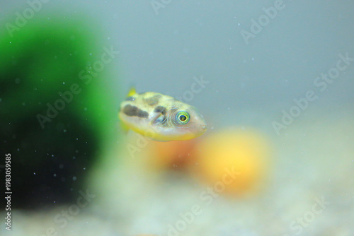 Dwarf pufferfish in the aquarium (carinotetraodon travancoricus)