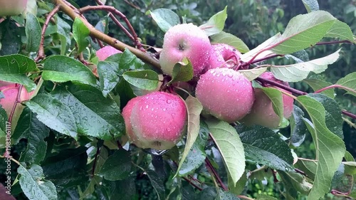 juicy ripe apples among green leaves in the rain swaying in the wind
