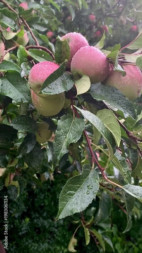 rain apple orchard large ripe apples swaying in the wind in the rain
