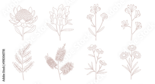 Set of minimalist Australian wildflower line art illustrations on a white background