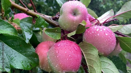 juicy ripe apples among green leaves in the rain swaying in the wind