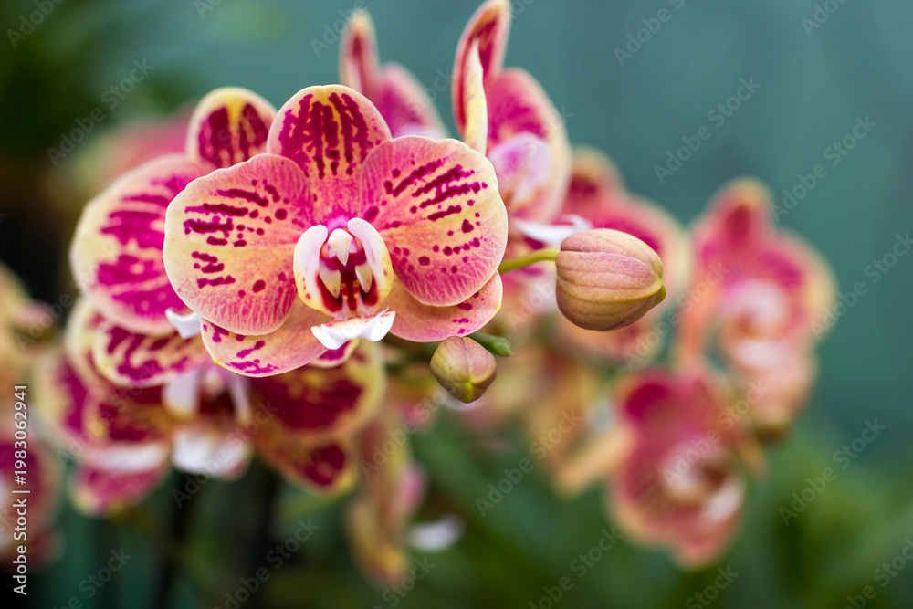 Fototapeta premium Beautiful colorful orchid - phalaenopsis on blurred background