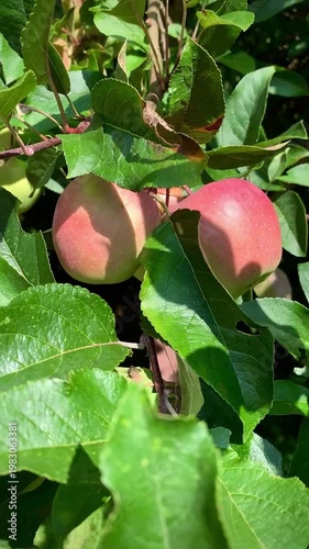 juicy ripe apples on a green branch swaying in the wind in the rays of sunlight
