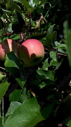 juicy ripe apples on a green branch swaying in the wind in the rays of sunlight