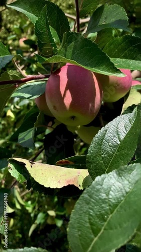 juicy ripe apples on a green branch swaying in the wind in the rays of sunlight