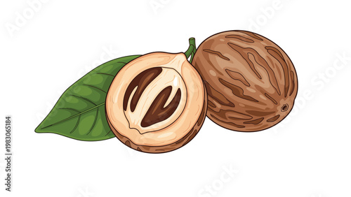 Detailed illustration of a whole nutmeg fruit beside a halved one showing the brown seed and green leaf on a plain white background for culinary use.