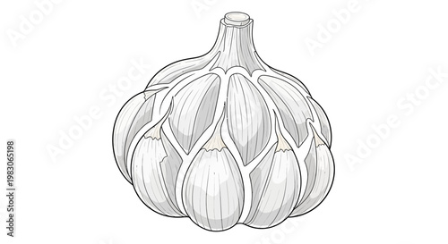 Isolated illustration of a single garlic bulb with a clean white background.